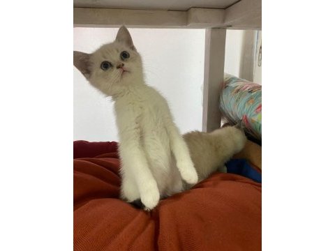 Yavru british shorthair kediler