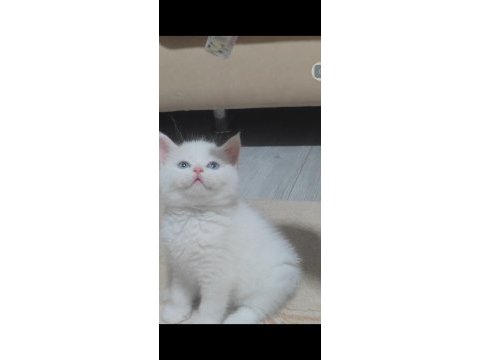 British shorthair beyaz