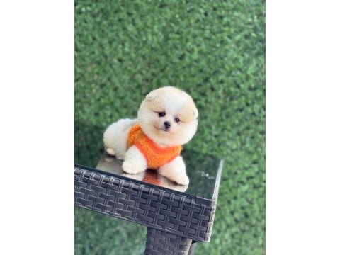 Sağlık ve ırk garantili pomeranian