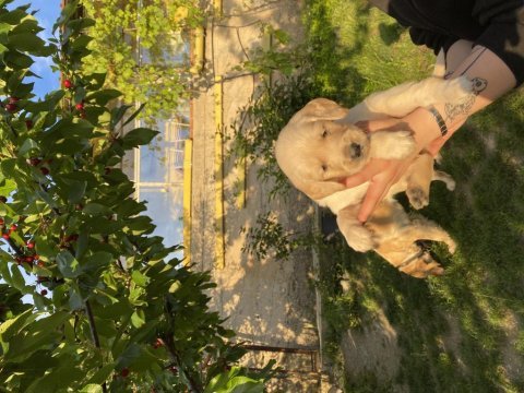 Kaliteli golden retriever bebeklerimiz