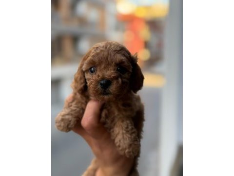 Tarifsiz sevgi toy poodle yavrularım
