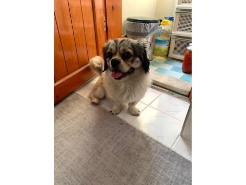 Shih tzu erkek köpeğimiz