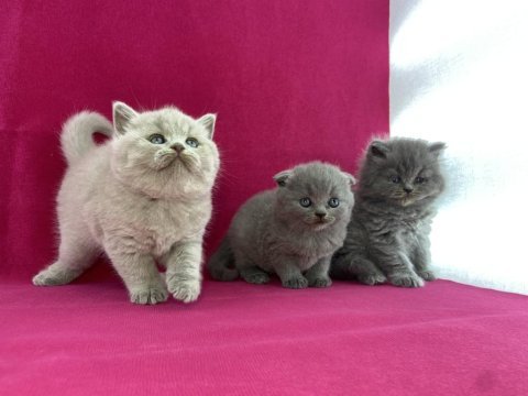 Safkan british shorthair yavrularımız