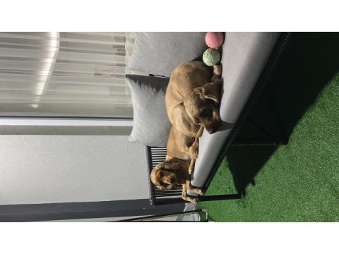 Cocker sahiplendirme