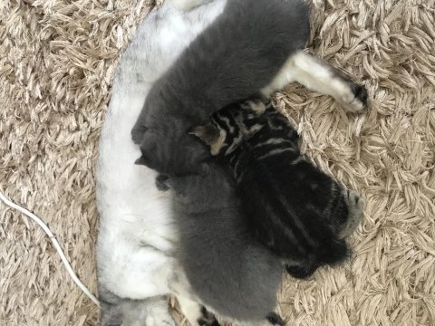 1 aylık british shorthair yavrular