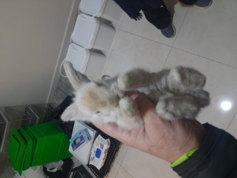 Orijinal ırk hollanda teddy lop tavşanları