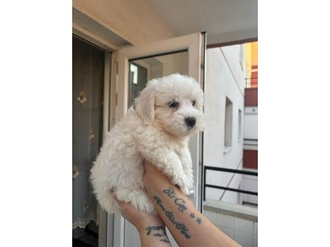 Terrier maltese