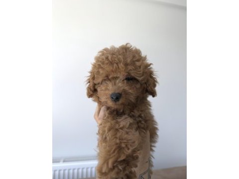 Orijinal poodle