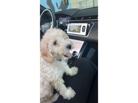 3 aylık yavru maltipoo
