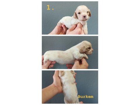 Burkemden dünyalar güzeli cavalier king charles yavruları