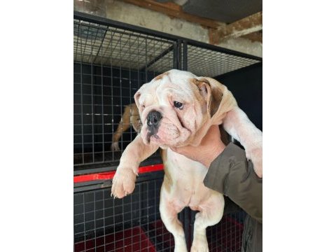 Üst düzey bulldog dişi yavrular