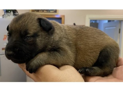 Fcı şecere malinois