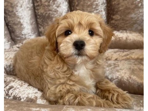 Safkan ırk garantili maltipoo yavruları mevcut