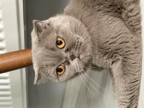 Scottish fold kedisi