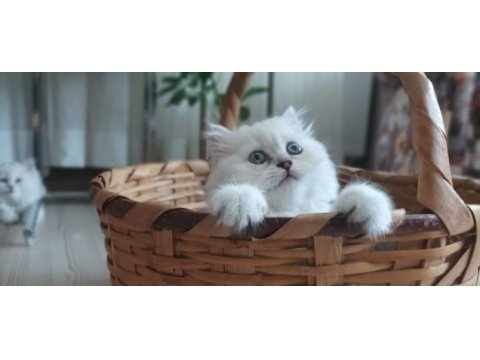 British longhair yavrularımıza ömürlük yuva arıyoruz