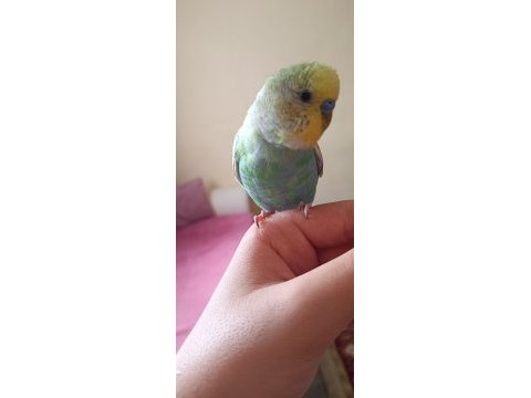 Muhabbet kuşumun yanına eş arıyorum