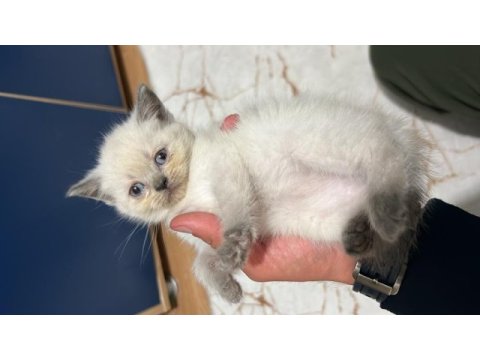 2.5 aylık british shorthair blue point