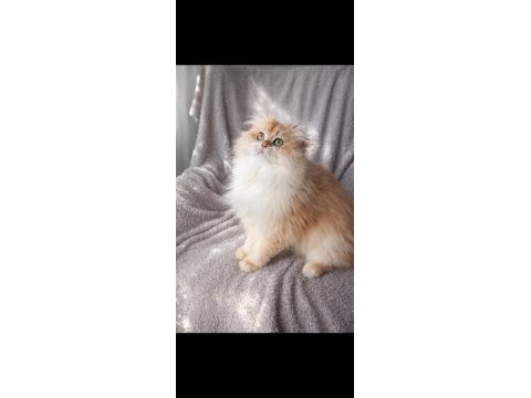 British longhair açıklamayı okumadan aramayın