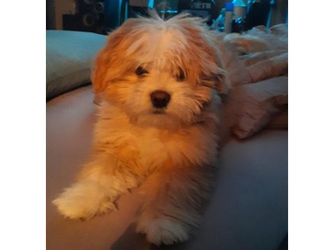 Maltipoo 6 aylık yavru