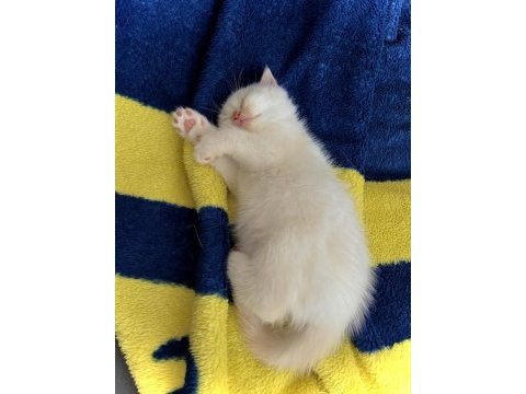 British shorthair blue point