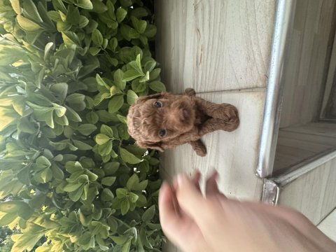 2 aylık poodle yavruları