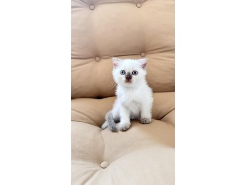 Scottish fold erkek 55 günlük