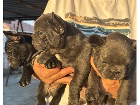 Kaliteli kan hattına sahip french bulldog yavruları