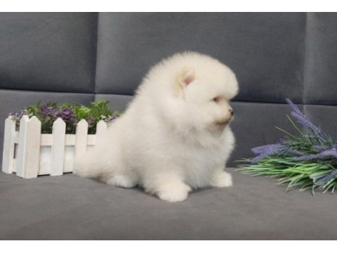 Garantili pomeranian boo yavrular heryere gönderilir