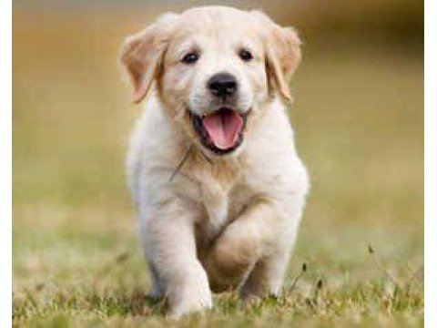 Ruhsatlı köpek çifliğinden golden yavrular a scrli