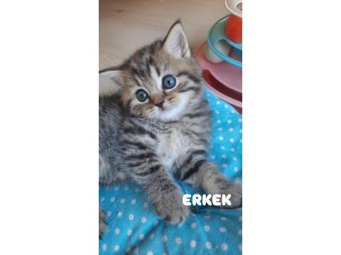 44 günlük kediler