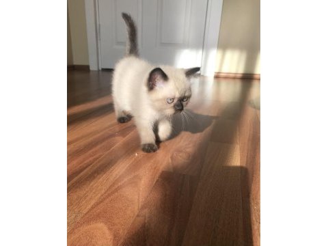 Oyunculuk desen var karizma desen var