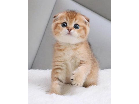Top kafacık golden scottish fold 