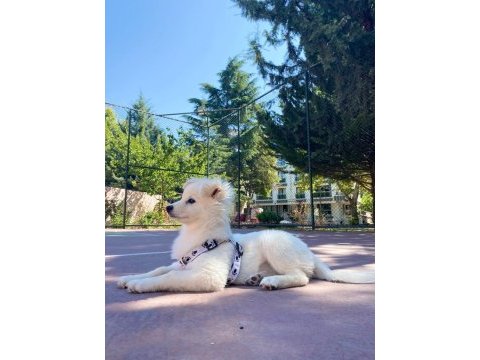 4 aylık pomeranian spitz cinsi dişi yavrumuz