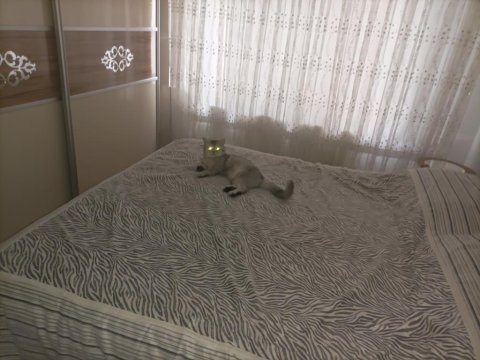 Satılık 10 aylık erkek gri/beyaz british shorthair