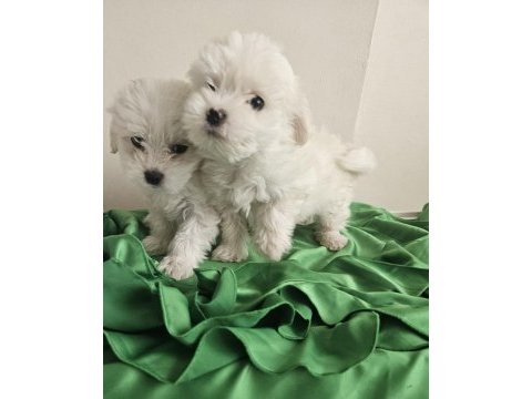 Teacup maltese köpekler