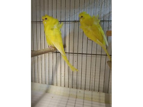 Muhabbet kuşları lutino