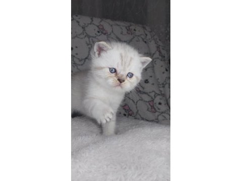 Sıcakkanlı, oyuncu ve sevecen scottish fold