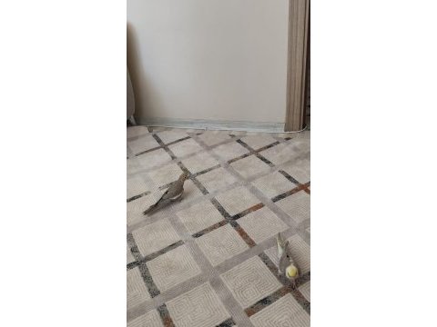 2 buçuk yaşında garanti bakıcı grey takım sultan