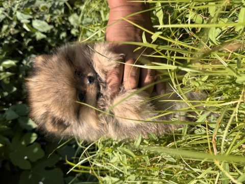 Sevimli ayı surat pomeranian boo