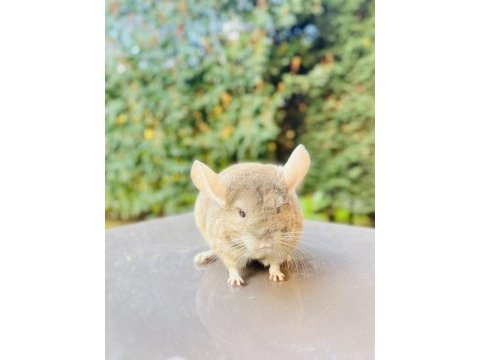 Açık bej (light tan) çinçila / chinchilla