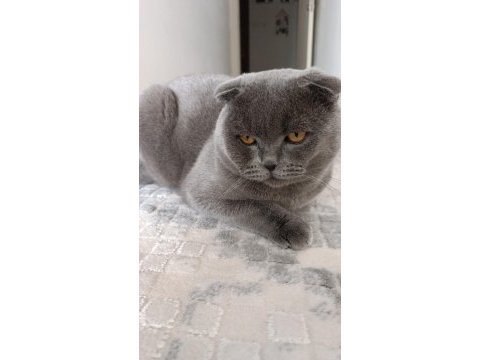 11 aylık scottish fold