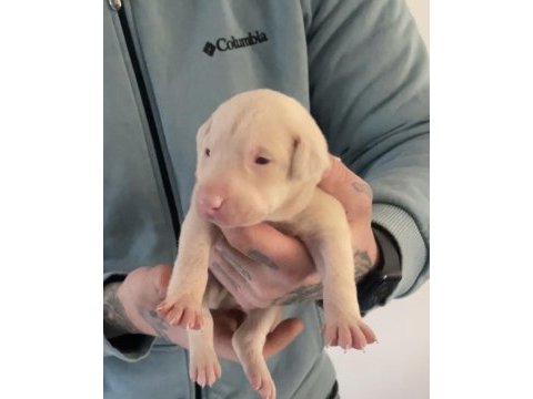 Albino doberman yavrularımız almanyadan ithal üst kalite