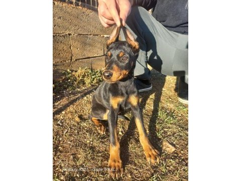 A kalite ırk garantili doberman