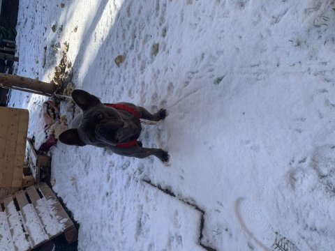 Çiftleştirilmeye uygun french bulldog