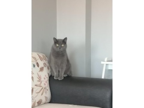 British shorthair 1.5 yaşında aşıları tam kedimiz ücretsiz
