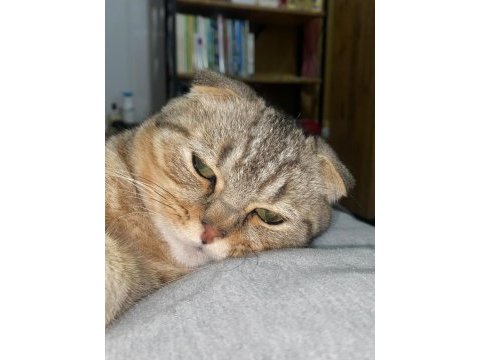 Scottish fold erkek