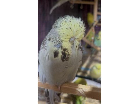 Show jumbo muhabbet kuşu