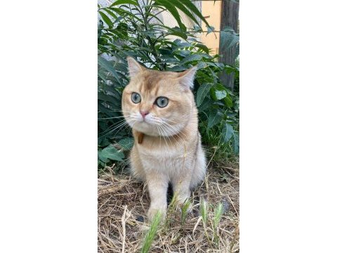 Erkek kedi eş ilanı