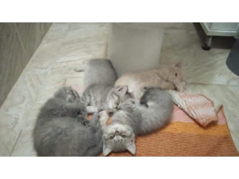 British shorthair silver kedilerimiz sizleri bekliyor