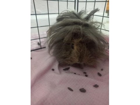 3 yavru (3 aylık) ve 1 hamile ginepig (8 aylık) + kafes